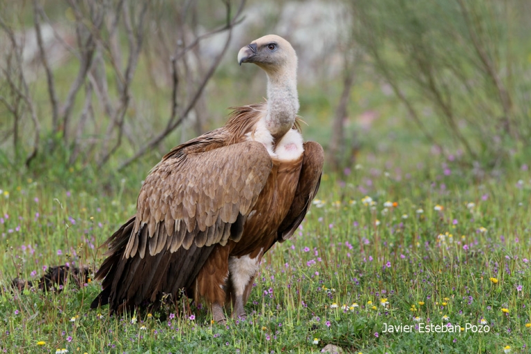 hide-carroneras-Buitre-Leonado-Griffon-vulture-Gyps-fulvus2-BW-galeria