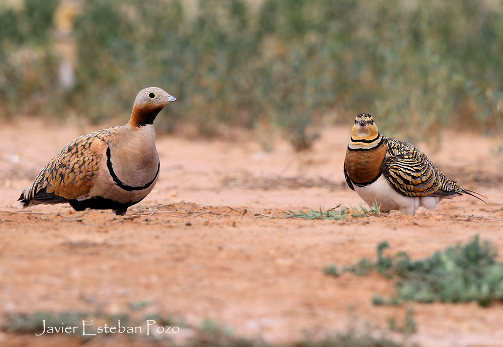 Pin-tailed & Black-bellied Sandgrouse