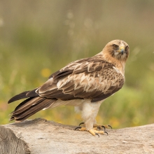 Booted Eagle Hide