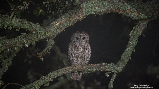Tawny Owl Hide