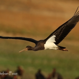 Black Stork