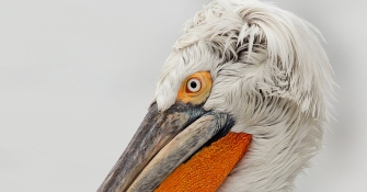 Pelicano Ceñudo