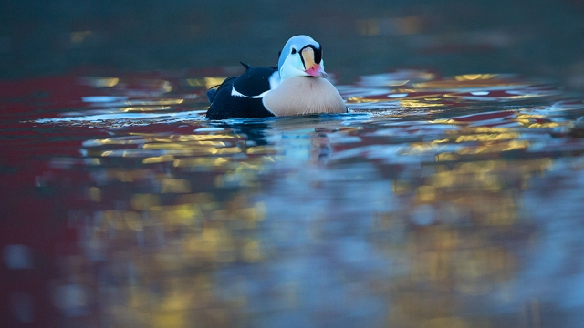 VARANGER in winter: Arctic sea ducks and Northern Lights