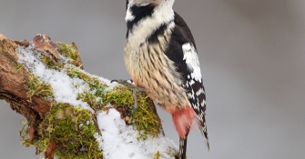 Europe & North Africa Woodpecker
