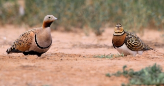 Pin-tailed & Black-bellied Sandgrouse