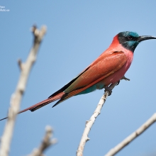 ETHIOPIA: Birding & Photo Tour