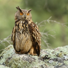Owls of Europe