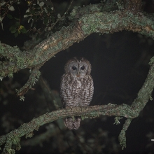 Tawny Owl Hide