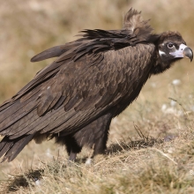 Carrions Birds Hide