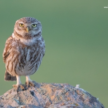 Little Owl Hide