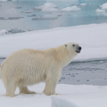 SVALBARD: Oso Polar y Especies del Alto Ártico