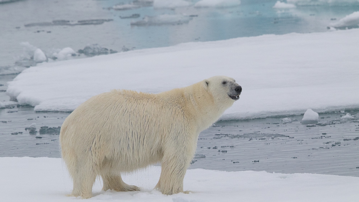 SVALBARD: Oso Polar y Especies del Alto Ártico