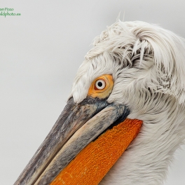 Pelicano Ceñudo